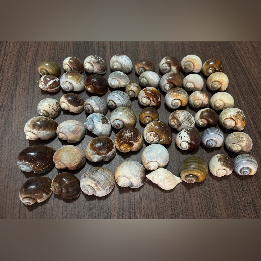 50 Small Florida Apple Snail Shells Hand Picked&Cleaned Shells